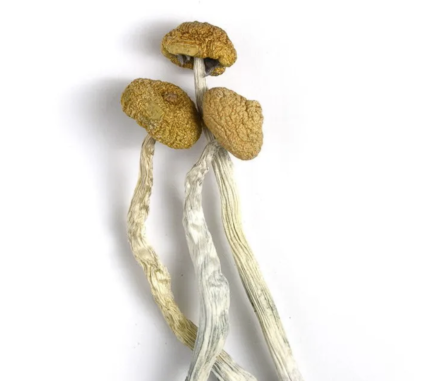 Buy Malabar Mushroom Strain For Sale Online