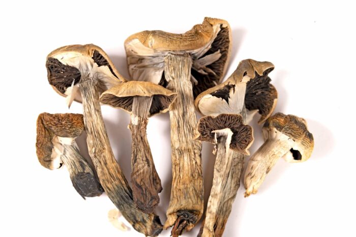 Lyophilized Goldmember Magic Mushrooms  For Sale Online USA